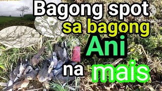 Bagong spot sa bagong Ani na maiswild dovebird hunting [upl. by Nylad946]