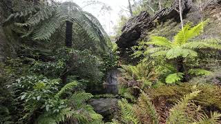 2024 03 23 Leura Evergreen Garden 2 [upl. by Katusha]