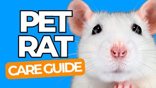 PET RAT CARE 101  The Happy Pet Rat Guide for Beginners [upl. by Annoda]