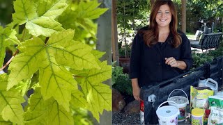 Weve Changed How Were Treating Yellowing Foliage and Its Working 🌿💪  Garden Answer [upl. by Gertrudis]