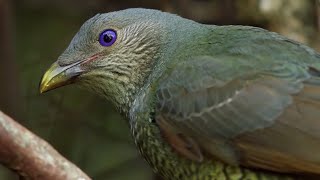 Odd Bird Seduction Techniques  Life Story  BBC Earth [upl. by Htial84]