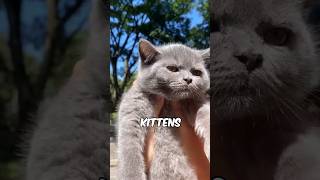 adorable british shorthair kitten will melt you 😍 [upl. by Elwee]