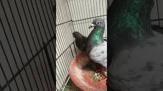 Racer Pigeon Qasid Kabooter Breeder Pair 600 PKR Rawalpindi [upl. by Finer]