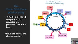 microbial metabolism for microbiology [upl. by Lieberman]