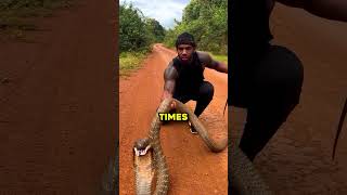 Would You Hold A King Cobra 😳 therealtarzann [upl. by Tsuda]