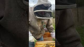 Splitting bee hives with virgin queens georgeanderson1443 [upl. by Elletsyrc]