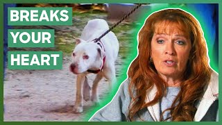 Tias Heartbreaking Effort To Save A Dying Dog  Pit Bulls amp Parolees [upl. by Mairim173]