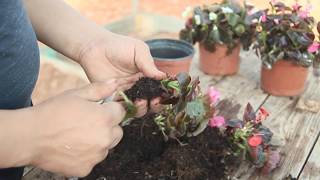 How to Grow Begonias [upl. by Addi]