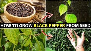 How To Grow Black Pepper  Kali Mirch Ka Podha Kaise Ugaye [upl. by Mel]