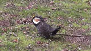 Sooty Grouse booming and chasing two femalesmp4 [upl. by Irok]