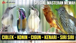 SPECIAL MASTERAN BURUNG KECIL CIBLEK KRISTAL  SIRI SIRI  KENARI  CIBLEK GUNUNG  KONIN [upl. by Kudva]