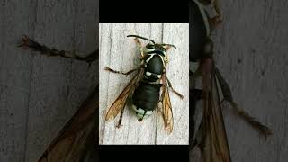 BaldFaced Hornet Dolichovespula maculata in Wasp Family Vespidae  Observed in Description [upl. by Marlette]