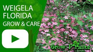 Weigela florida  grow amp care Weigela plant [upl. by Jeroma946]