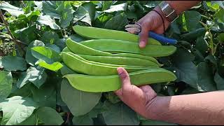 Harvesting Sem phali  1 फीट लम्बी सेम की फलियाँ तोड़ी  Dolichos bean  Indian Bean  Hyacinth bean [upl. by Drallim266]