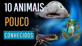 URGENTE 10 Animais pouco conhecidos  99 das pessoas não conhecem todos  Curiosidades animais 01 [upl. by Madelon40]