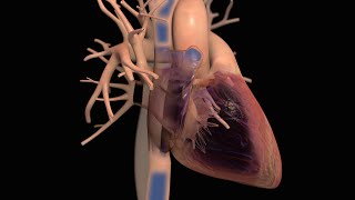 Anatomy and Function of the Heart [upl. by Chaney]