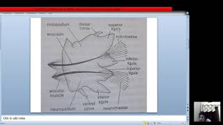 structure of parapodium of neries [upl. by Georgeanne899]