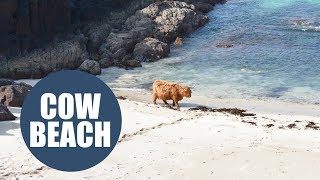 Highland cow enjoys dip in the ocean [upl. by Winton]