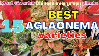 Top 15 Most Beautiful aglaonema Varieties  Most Colorful Stunning Chinese evergreen species [upl. by Alket333]