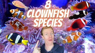 Ultimate Guide to Clownfish Species  8 Different Types of Clownfish Which is Right For You [upl. by Zadack]