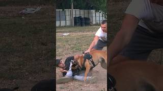 ‼️Malinois attacks in a muzzle К9 GUARDODESSA Training of service dogs Odessa Ukraine [upl. by Iroj]