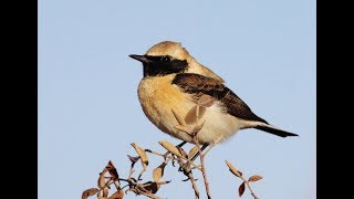 Eastern Blackeared wheatear Oenanthe Hispanica melanoleuca  Ασπροκώλα  Ασπροκωλίνα  Cyprus [upl. by Notslah]