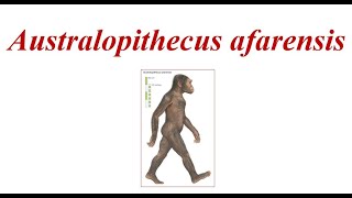 Australopithecus afarensis [upl. by Krishnah]