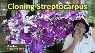 Streptocarpus cape primrose  Vegetative Propagation ✂️🎊💎 Cloning FREE Plants [upl. by Lucic]