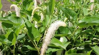 Capital Naturalist Lizards Tail [upl. by Ayerhs610]