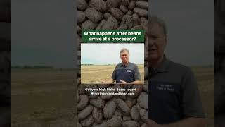 What Happens After Beans Arrive at a Bean Processor [upl. by Linnette57]