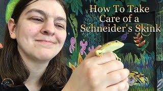 How to Take Care of a Schneiders Skink [upl. by Funda]