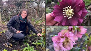 Hellebore Winter Care  Quick Tips  Homegrown Garden [upl. by Saerdna]