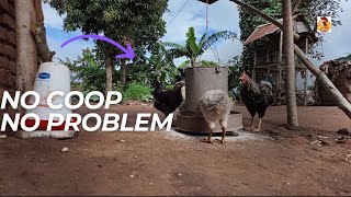 NO COOP NO PROBLEM  Starting Chickens Without a Chicken House [upl. by Armington]