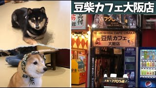 【大阪心斎橋】都会のど真ん中にある『豆柴カフェ大阪店』に行ってきた♪ [upl. by Saraann]