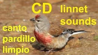 canto pardillo  Linnet singing chant de linotte melodieuse [upl. by Anelim492]