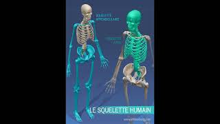 anatomie du système osseux [upl. by Bloomer]