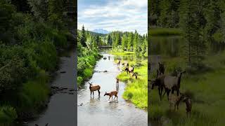 Les wapitis sont à lhonneur dans cette charmante petite ville de lAlberta short [upl. by Ama]