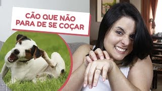 9 REMÉDIOS CASEIROS para TOSSE em CÃES 🐶✅ Recomendado por Veterinários [upl. by Archaimbaud]