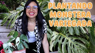 Trasplantando monstera variegada su maceta le queda pequeña  Candy Bu [upl. by Atinrahc9]