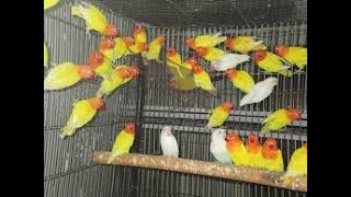 lutino personata lovebirds parrot red eyes 2021 طيور الحب الفيشر [upl. by Neelahs464]