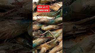 মাত্র ১৭ শ টাকার মাছ এখানে  shrimpfish Freshshrimp riverfish Bailafish fish shorts viral [upl. by Sioux]