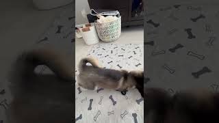 Theo Pomsky impressive FULL series of behaviors learned at only 5 months old shorts dog [upl. by Enerual]