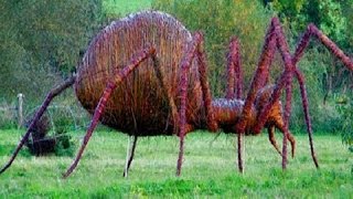 14 Worlds Largest Spiders [upl. by Yelnet994]