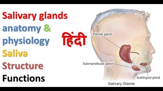 salivary glands anatomy amp physiology in hindi  structure  functions  sliva and its composition [upl. by Eissak769]