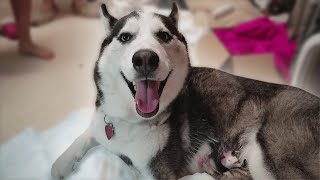 Husky Giving Birth to 4 Puppies [upl. by Ulu]