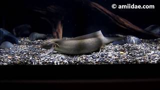 The Gilled African Lungfish Protopterus amphibius 侏儒肺魚 [upl. by Ziana]