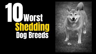 10 Worst Shedding Dog Breeds And General Tips For Managing Shedding In All Breeds [upl. by Adniram]