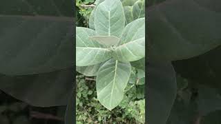 Calotropis  biology morphology  naturelove nature biology neetug aiims humanbody jee pw [upl. by Aluap]