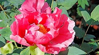 PIVOINES ARBUSTIVES  COMMENT LES CHOISIR ET LES RÉUSSIR AU JARDIN [upl. by Yrovi392]