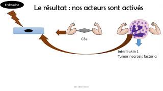 La physiopathologie simplifiée de létat de choc septique [upl. by Ferino]